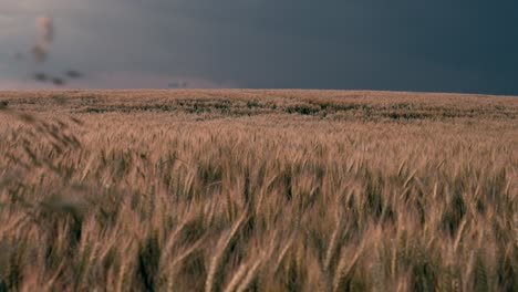 Campo-De-Trigo,-Ventoso-Durante-Una-Tormenta---El-Cielo-Amenaza-Con-Un-Rayo---Dordogne,-Francia