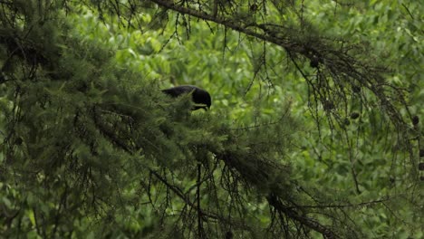 raven choosing best nesting material on pine tree on its territory, static