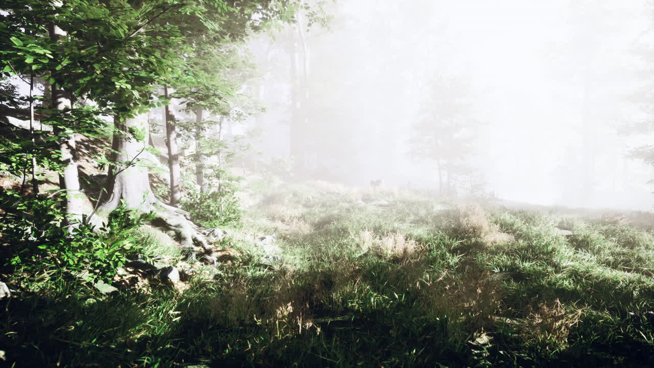 황금색  ⁇ 빛 에 비춰진 숲 에 있는 나무 들