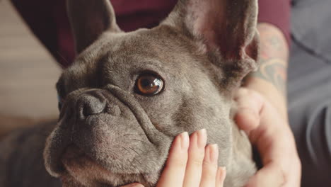 vista de cerca de una cara de perro bulldog 3