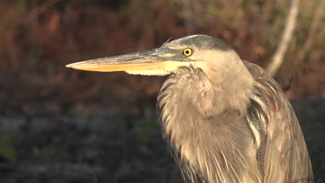 a great blue heron stands in a wetland in the galapagos islands 1