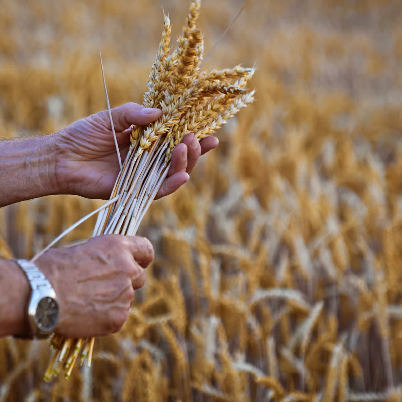 Male hands turn the ripe ears of corn. Close up. Yellow dry wheat field at backdrop in blur