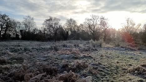 Eisiger-Raureif-Bedeckt-Das-Offene-Grasfeld-Des-Waldparks-Und-Das-Farnlaub-Unter-Dem-Sonnenaufgangshimmel