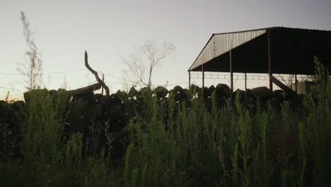 Wide-shot-of-a-rock-wall-with-a-tin-shed-behind-it-during-a-early-morning-sunrise