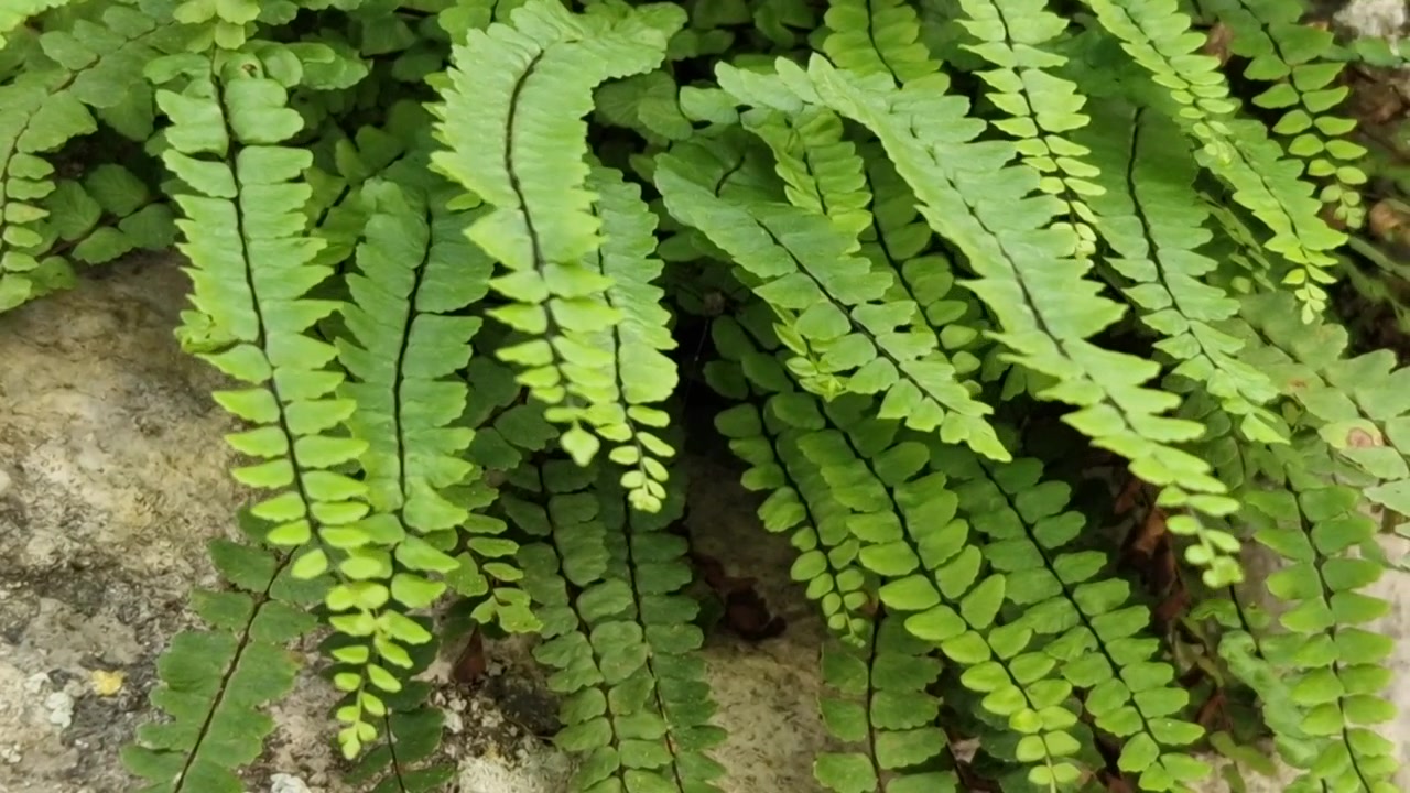 Primo piano di foglie di felce fresche e verdi che crescono naturalmente tra rocce e vegetazione, creando una lussureggiante trama boschiva.