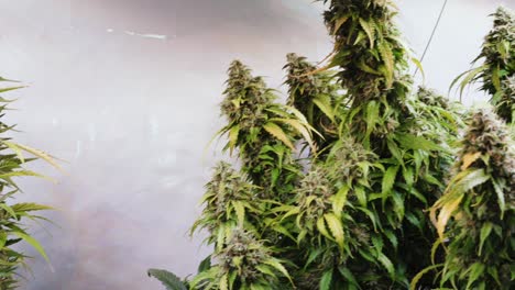 toma en cámara lenta de plantas de cannabis que crecen en una tienda de cultivo durante la etapa de floración