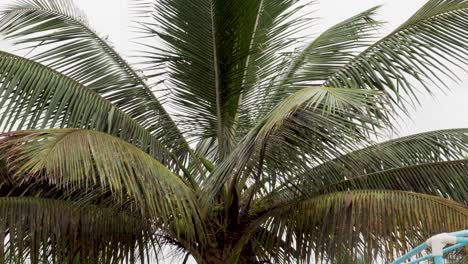 Palmera-Contra-El-Cielo-Gris-En-La-Playa-De-Olón,-Ecuador---Plano-Medio