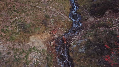 aerial drone shot of a pack of deers drinking fresh water from a mountain creek