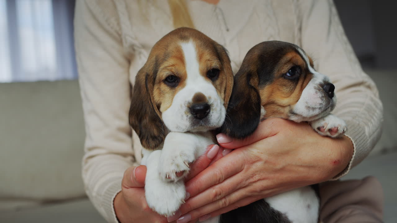 el dueño mantiene dos cachorros de beagle lindos. video 4k
