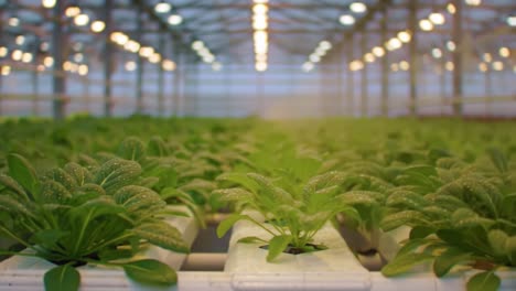 greenhouse growth: a lush display of hydroculturally grown plants under controlled lighting, showcasing bountiful foliage and vibrant crop health in a modern farming environment