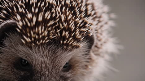 close-up of a hedgehog