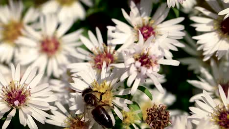 bee on flowers collecting pollen macro closeup