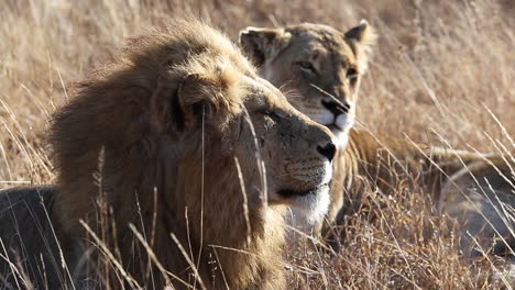 close-up of a male and female lion laying together in the grass watching their surroundings in the african wild