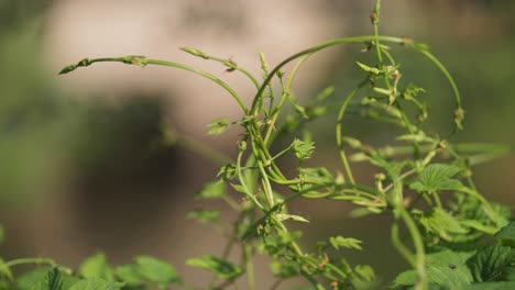 Verworrene-Grüne-Hopfenreben.-Bokeh-Hintergrund