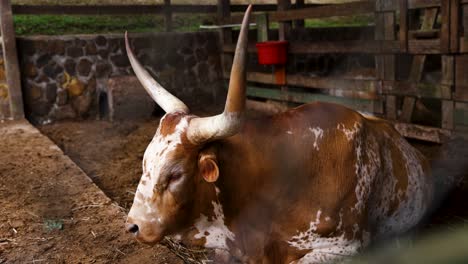 tired ankole-watusi cow rests on ground in a stable, blinking away annoying flies