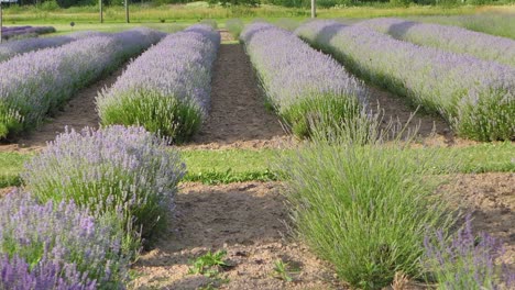 flores de lavanda de cerca