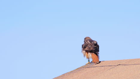 an adult red-tailed hawk lands on a rooftop peak - slow motion