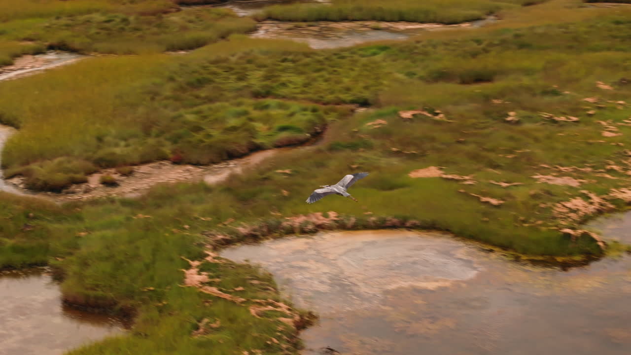 Following a Great Blue Heron in flight over natural wetlands