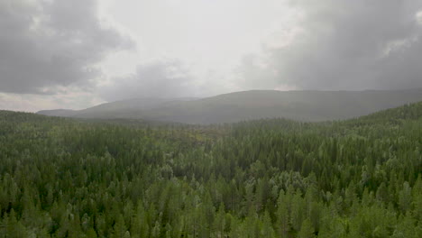 wooded forest with conifer trees against scenic sunrise sky near namsskogan, norway