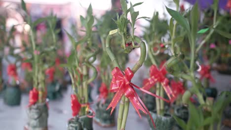 Herzpflanzen-Auf-Dem-Freien-Markt-Ausgestellt