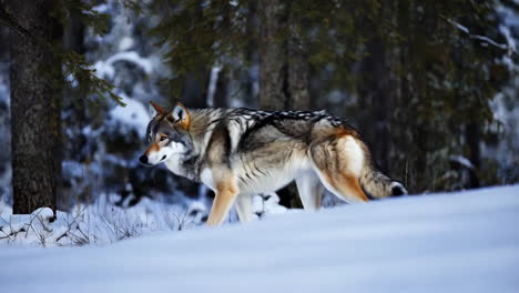 wolf walking through a snowy forest
