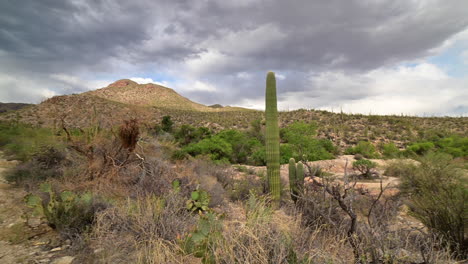 Wanderweg-In-Der-Sabino-Schlucht-Mit-Saguaro-Kaktus-An-Einem-Bewölkten-Tag