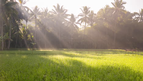 sun rays on light over rice paddy with early morning mist