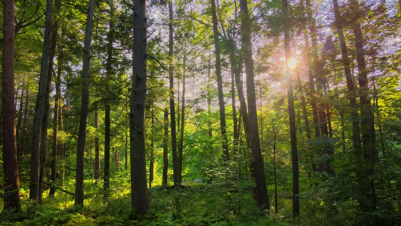suave material de video de drones de un bosque mágico, exuberante y verde con una hermosa luz dorada durante el verano