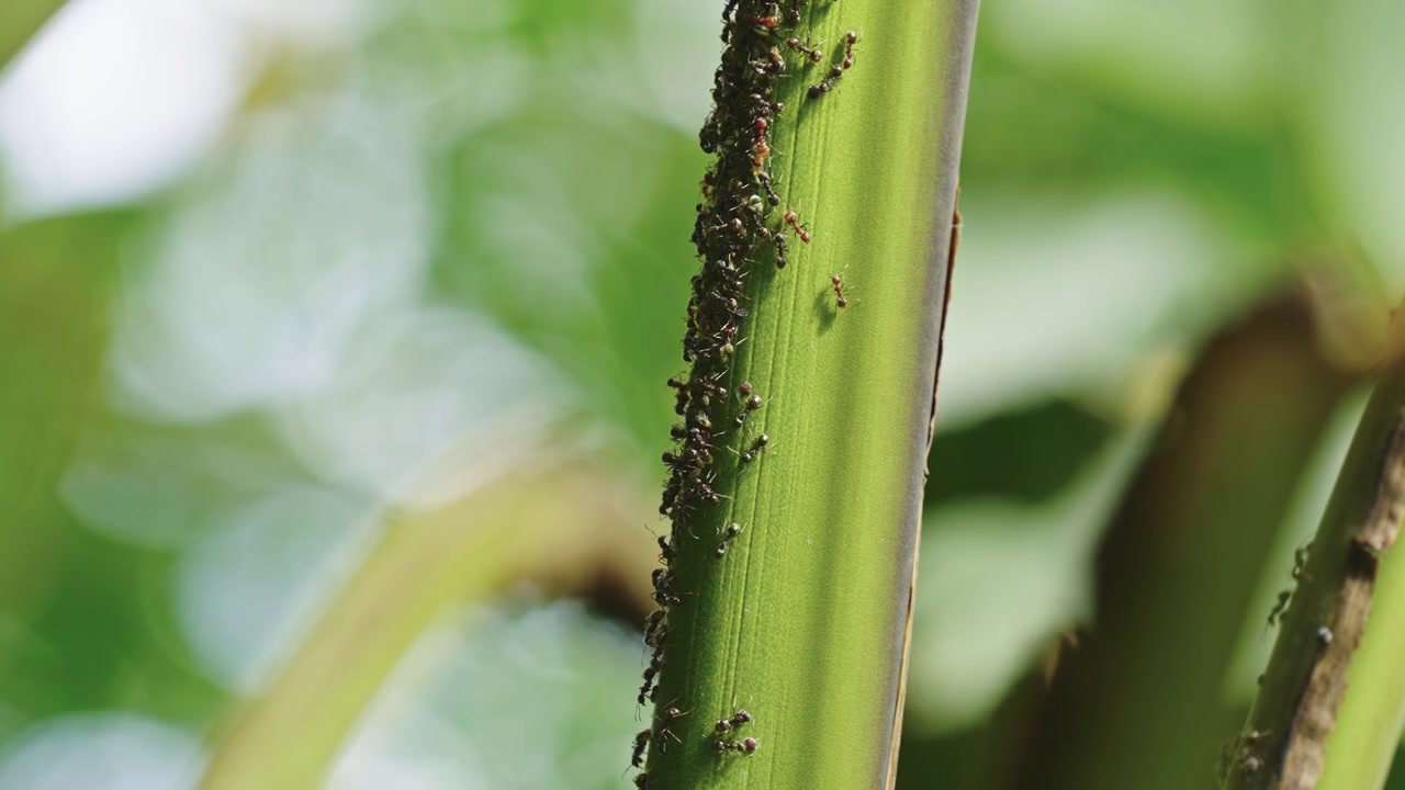 Macro static shot of a dense trail of small ants actively tending to a cluster of aphids along a vibrant green plant stem under bright natural sunlight.