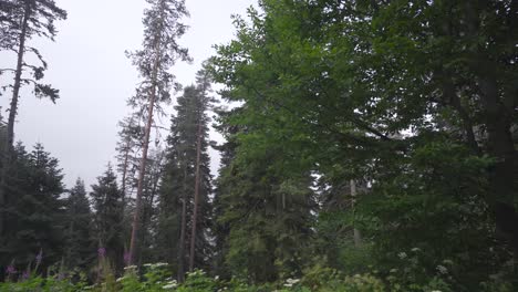 Tall-pine-trees-in-the-forest.