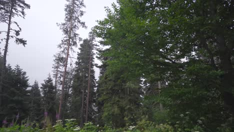 altos pinos en el bosque.