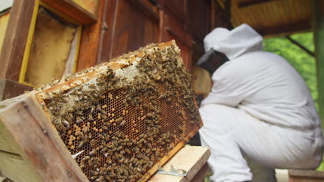 Honeybees-on-the-hive-frame-with-honeycomb,-in-the-holder,-close-up-shot