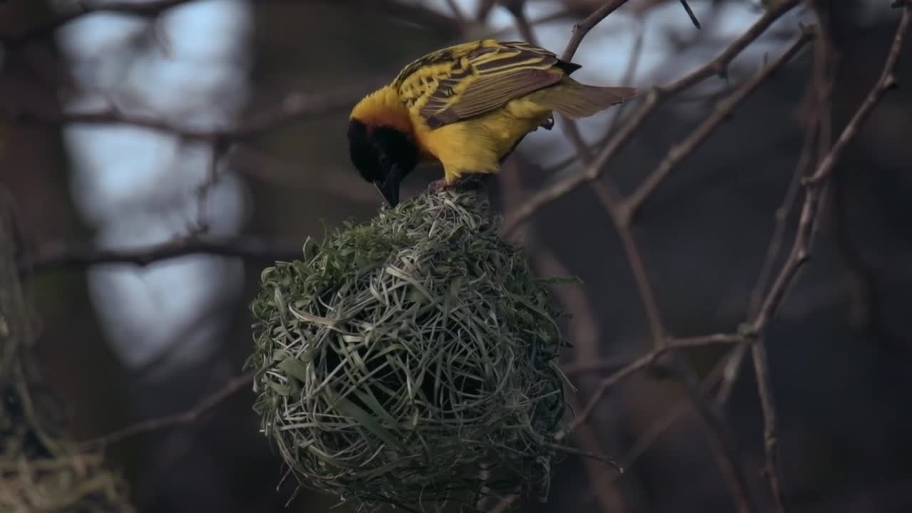 르완다의 둥근 둥지를 쪼는 노란 위버의 정적 샷