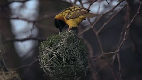 Statische-Aufnahme-Eines-Gelben-Webers,-Der-An-Einem-Runden-Nest-In-Ruanda-Pickt