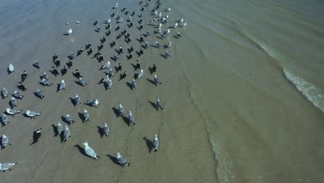 Skimmers,-Gaviotas-Y-Otras-Aves-Marinas-Disfrutando-De-Un-Día-Soleado-En-Morgan&#39;s-Point-En-Laporte,-Texas