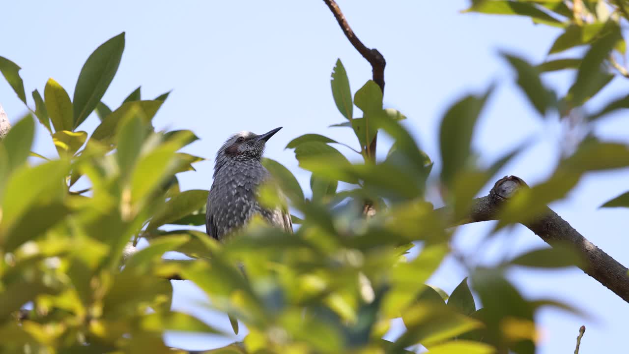 un pequeño pájaro vocalizando en una rama de árbol