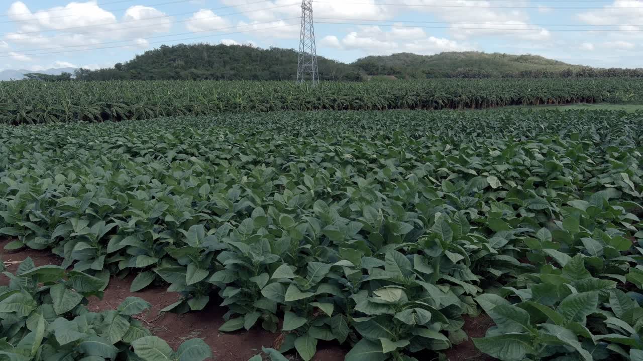 drone volando sobre campo de tabaco