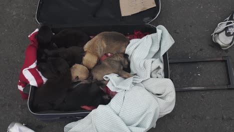 static high angle shot of puppies sleeping on suitcase at street market