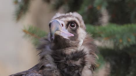 Cinereous-vulture-(Aegypius-monachus)-is-a-large-raptorial-bird-that-is-distributed-through-much-of-temperate-Eurasia.-It-is-also-known-as-the-black-vulture,-monk-or-Eurasian-black-vulture.