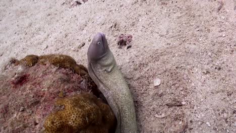 Anguila-Moray-Y-Hombre-Koh