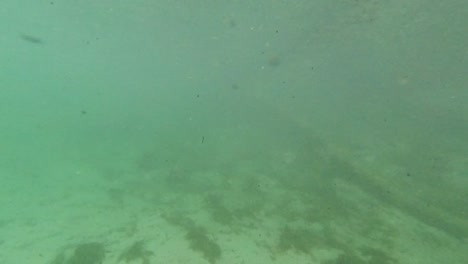 Underwater-freshwater-lake-river-spring-scenery-with-grass-and-algae-reflections-and-sun-beams-swimmers-legs-and-snorkeling-in-Florida-Ichetucknee-river-fish-and-alligators-6