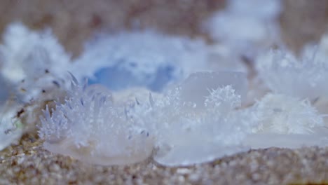 close up of a group or colony of upside down jellyfish or cassiopea andromeda