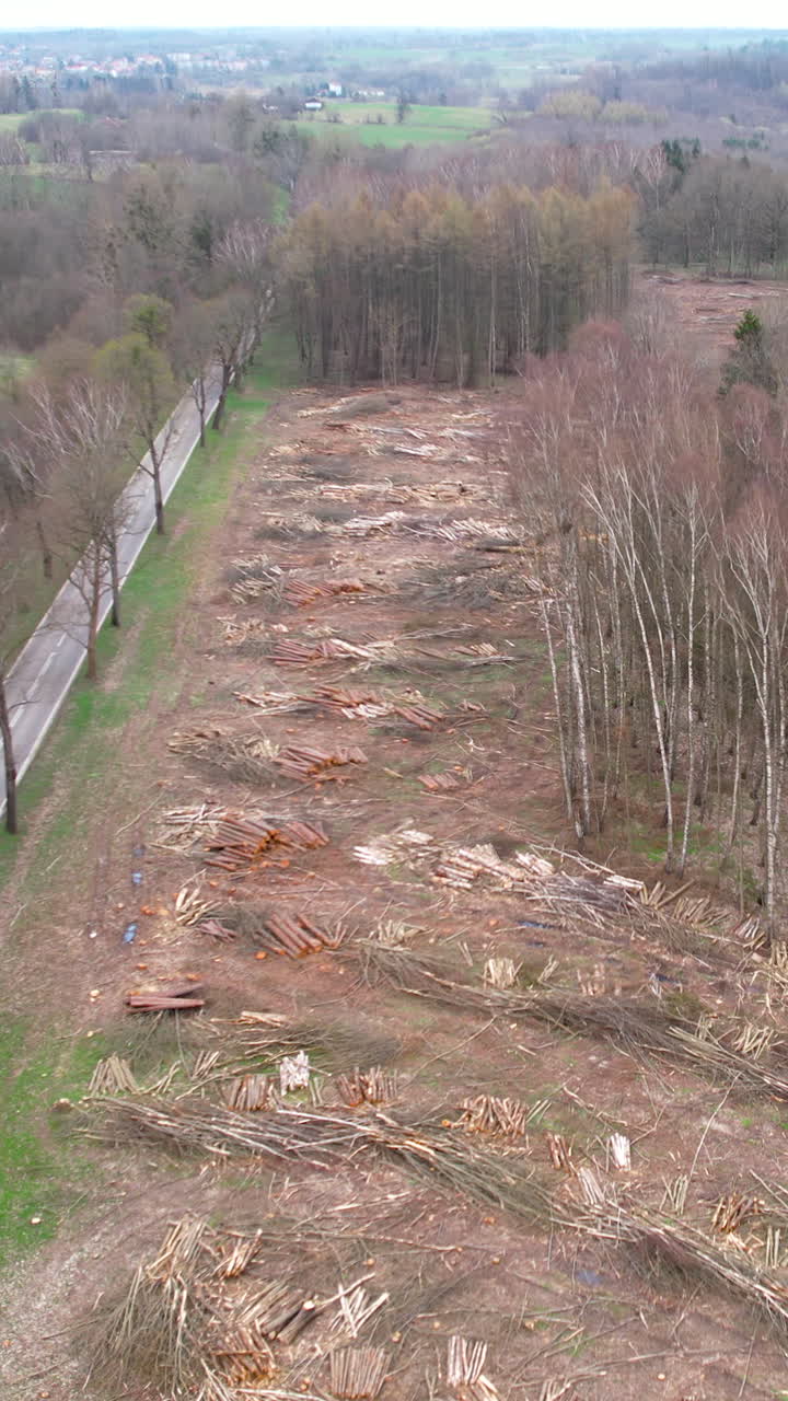 High angle aerial shot showing a large area of cleared forest with piles of cut logs and branches. Ideal for environmental impact, logging industry, and land development projects