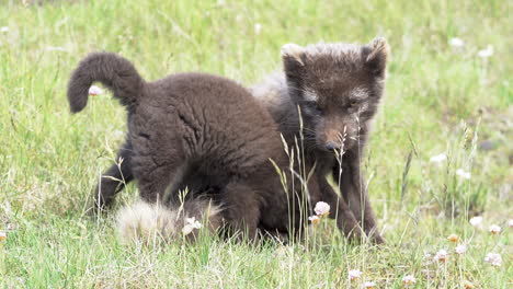 small polar fox cub jumping on his mother and joyfully playing with her tail