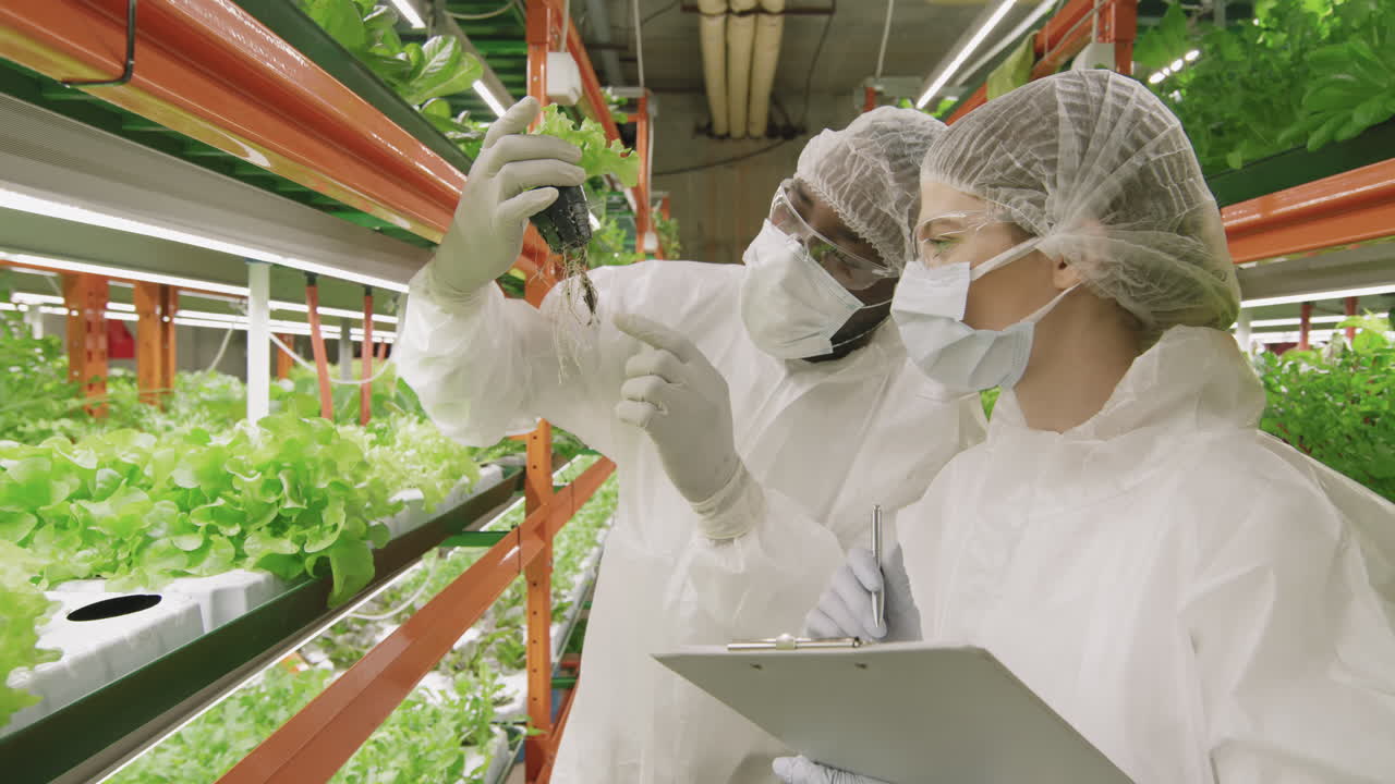 Vertical Farm Workers Examining New Lettuce Sort