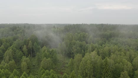 Drohnenflug-über-Einem-Nebligen-Wald-In-Osteuropa