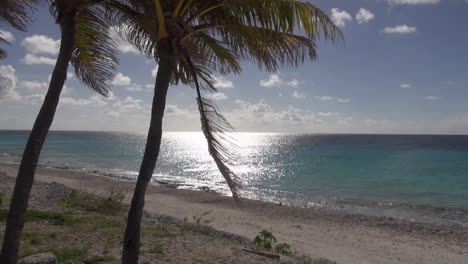 Palm-tree-in-wind-and-sun