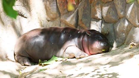 un hipopótamo bebé descansando en el zoológico