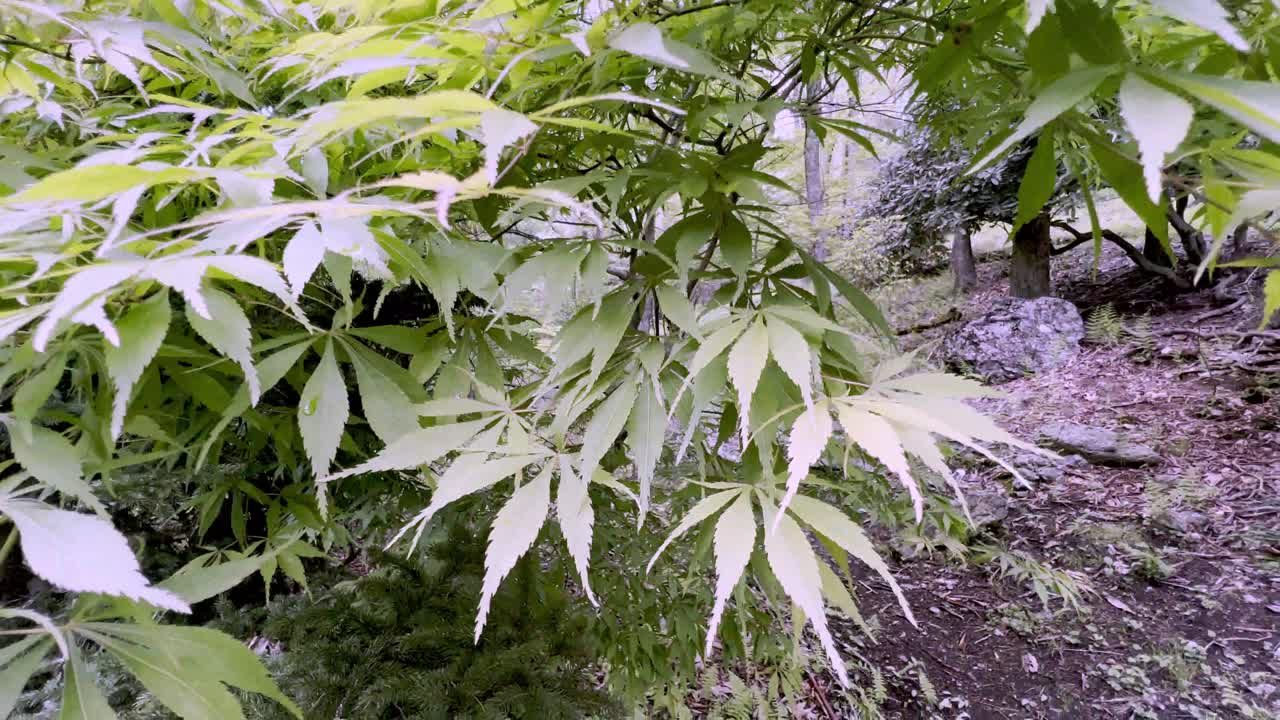 acer palmatum elegans 일본 단풍나무 4k