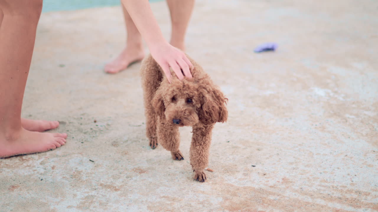 Woman in casual clothes gently petting a small brown poodle near the sea
